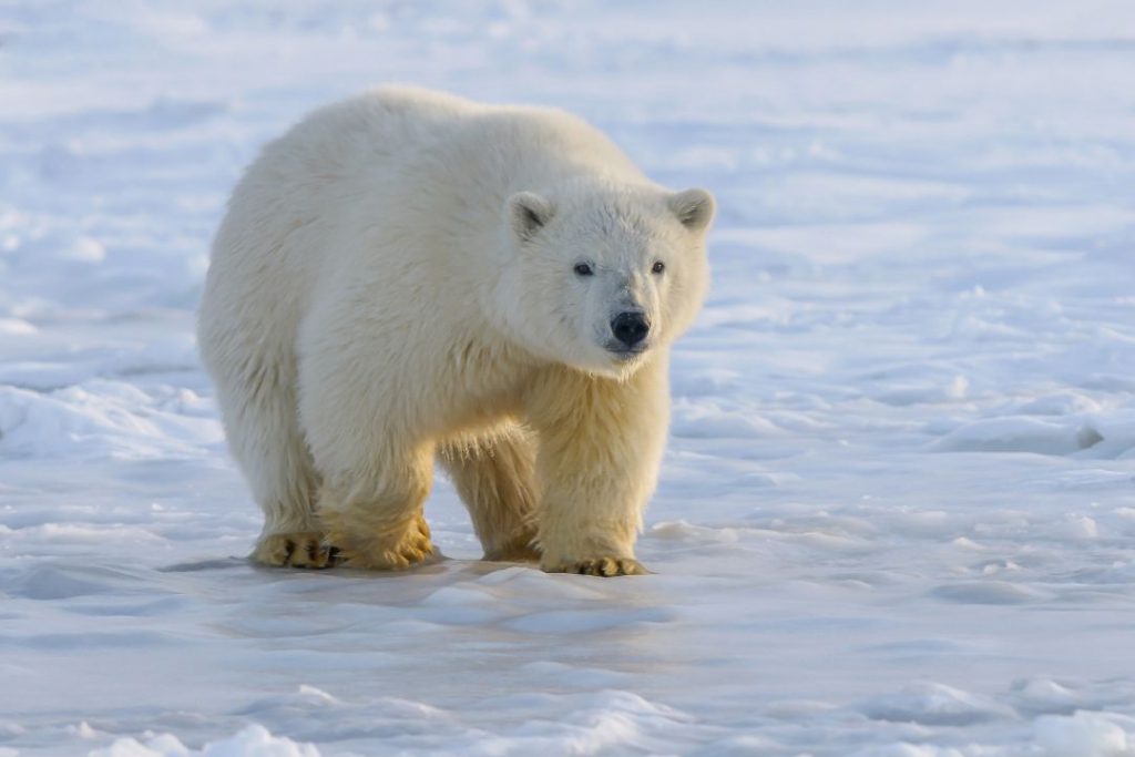 Ein Eisbär